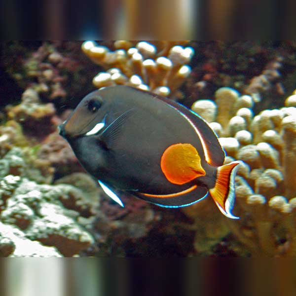 Achilles Tang