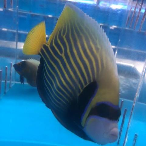 Emperor Angelfish - Adult