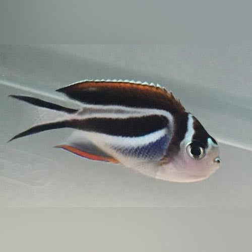 Bellus Angelfish