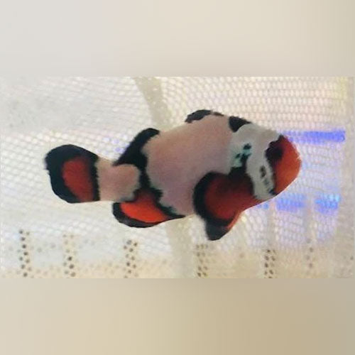 Black Ice Clownfish