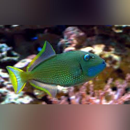 Blue Jaw Triggerfish - Male