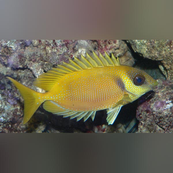 Blue Spotted Rabbitfish