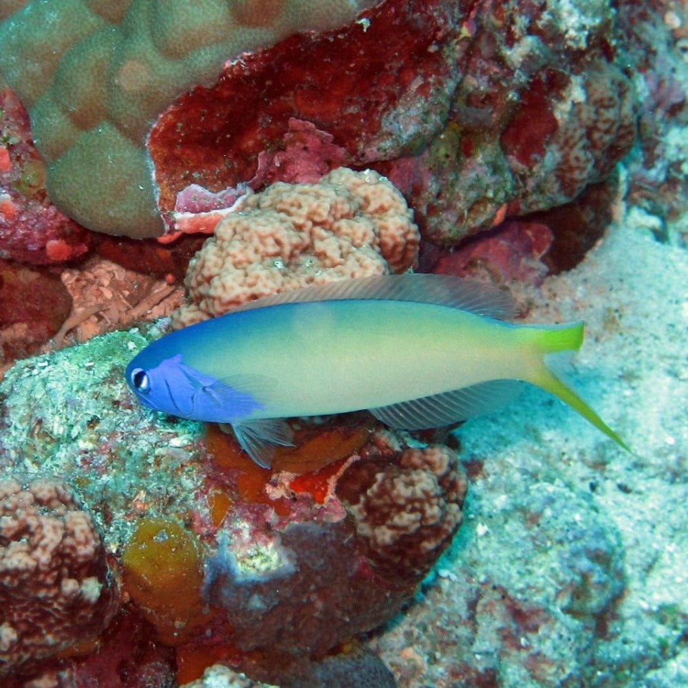 Blueface Tile Goby