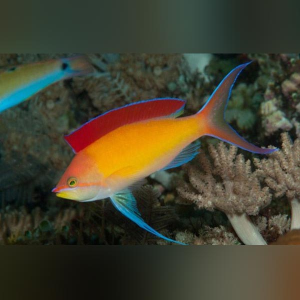 Dispar Anthias