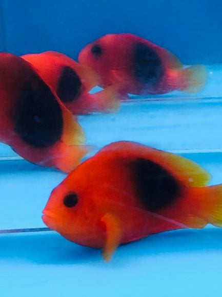 Red Saddle Clownfish