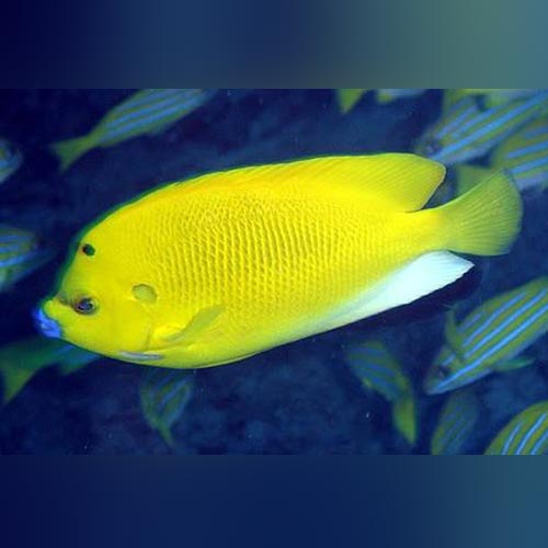 Flagfin Angelfish
