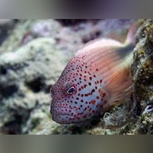 Freckled Hawkfish