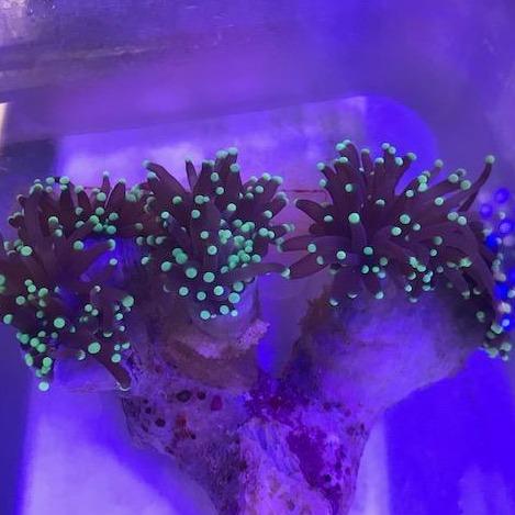 Green Torch Coral