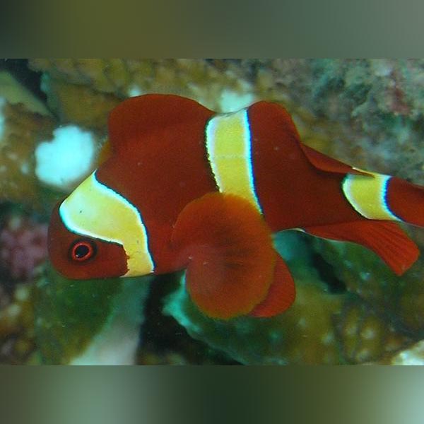 Gold Maroon Clownfish