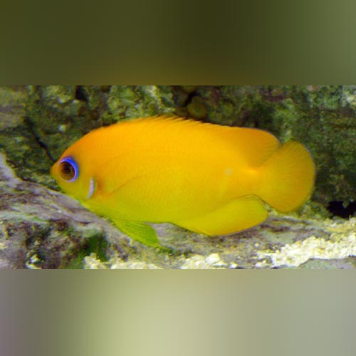 Lemonpeel Angelfish