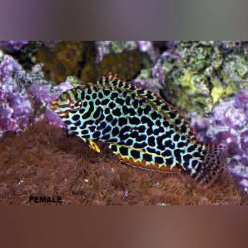 Leopard Wrasse