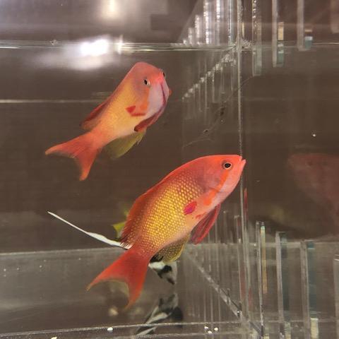 Lyretail Anthias - Male