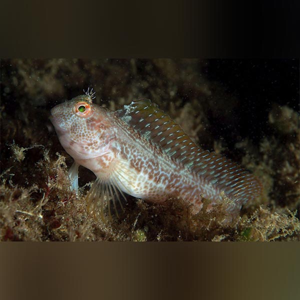 Molly Miller Blenny