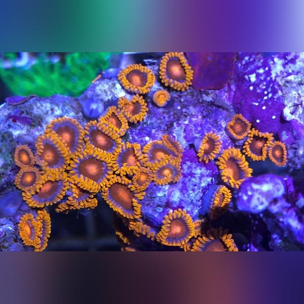 Orange Bam Bam Zoanthid