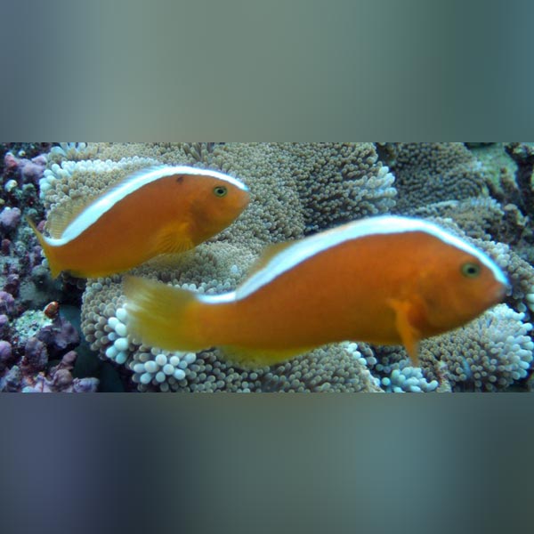 Orange Skunk Clownfish