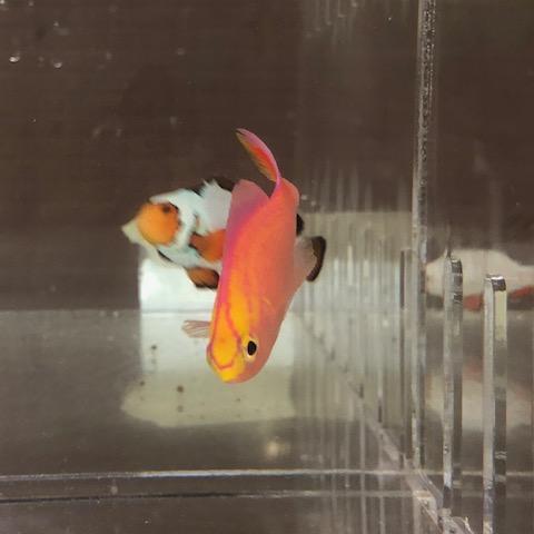Parvirostris Anthias - Male