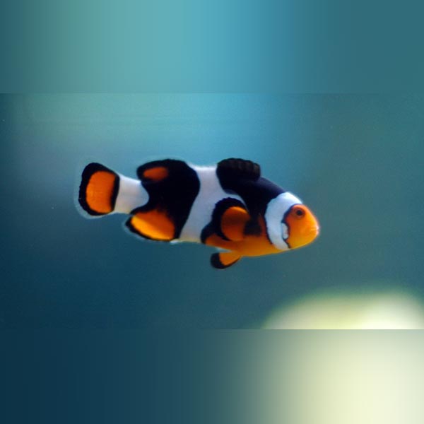 Picasso Clownfish