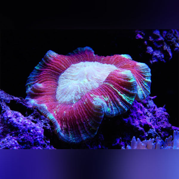 Red Brain Coral