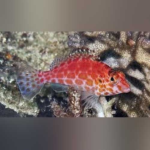 Red Hawkfish