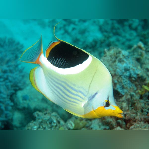 Saddleback Butterflyfish