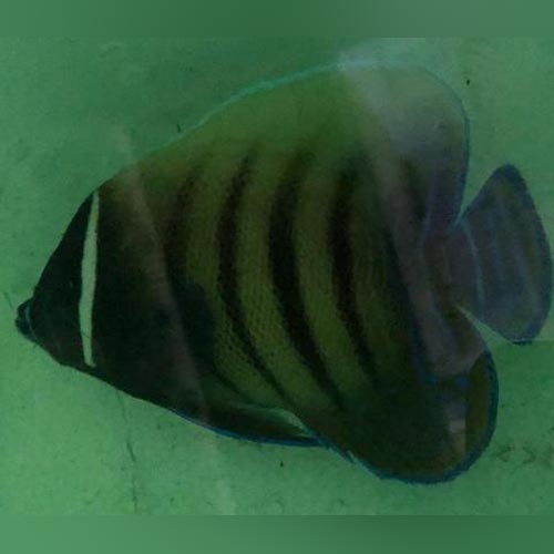 Six Bar Angelfish