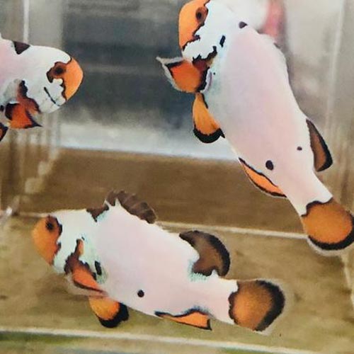Snow Onyx Clownfish