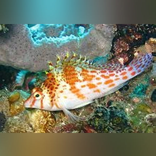 Spotted Hawkfish