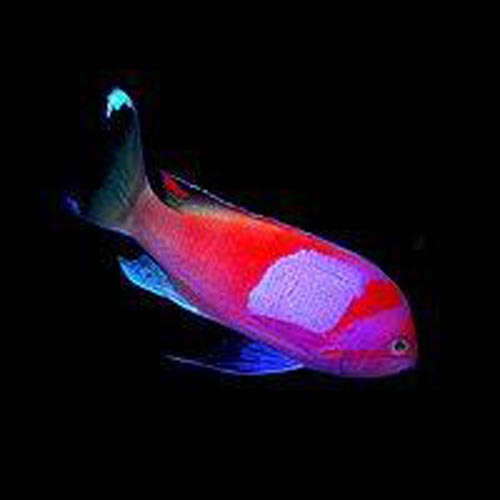Squareback Anthias - Male