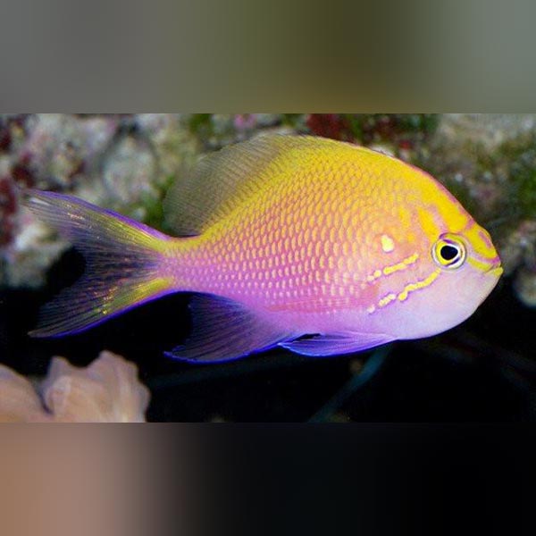 Sunburst Anthias