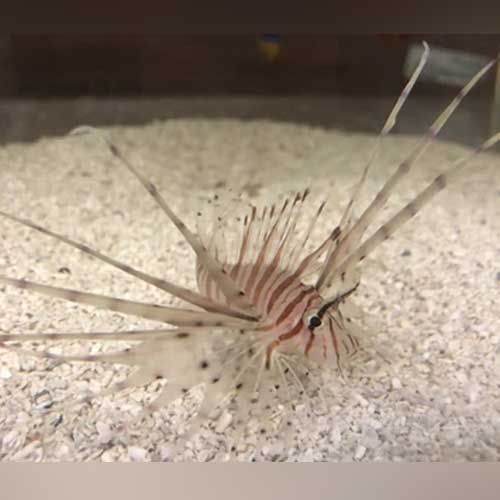 Volitan Lionfish - Red