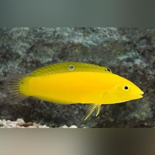 Yellow Coris Wrasse