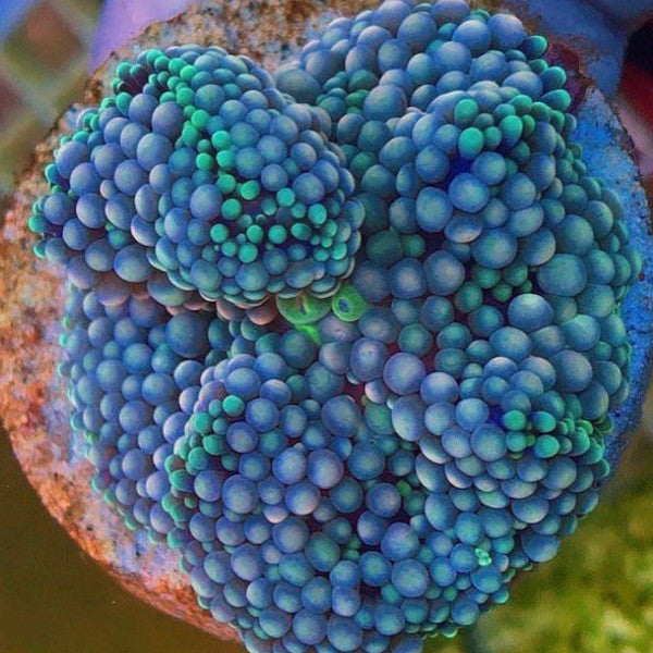 Blue Florida Ricordea Frag