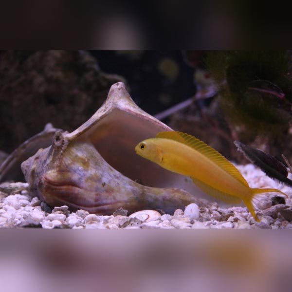Canary Blenny