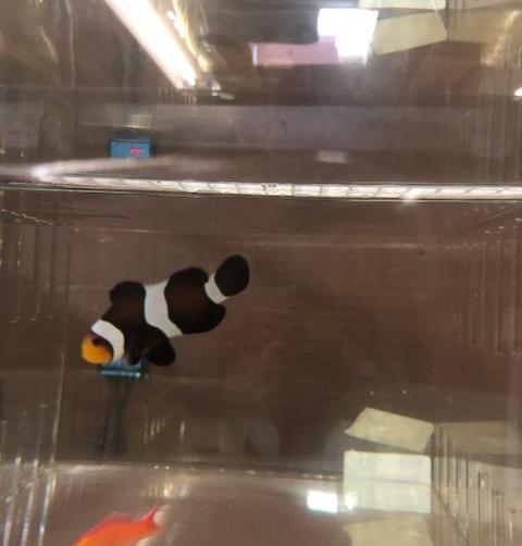 Darwin Clownfish