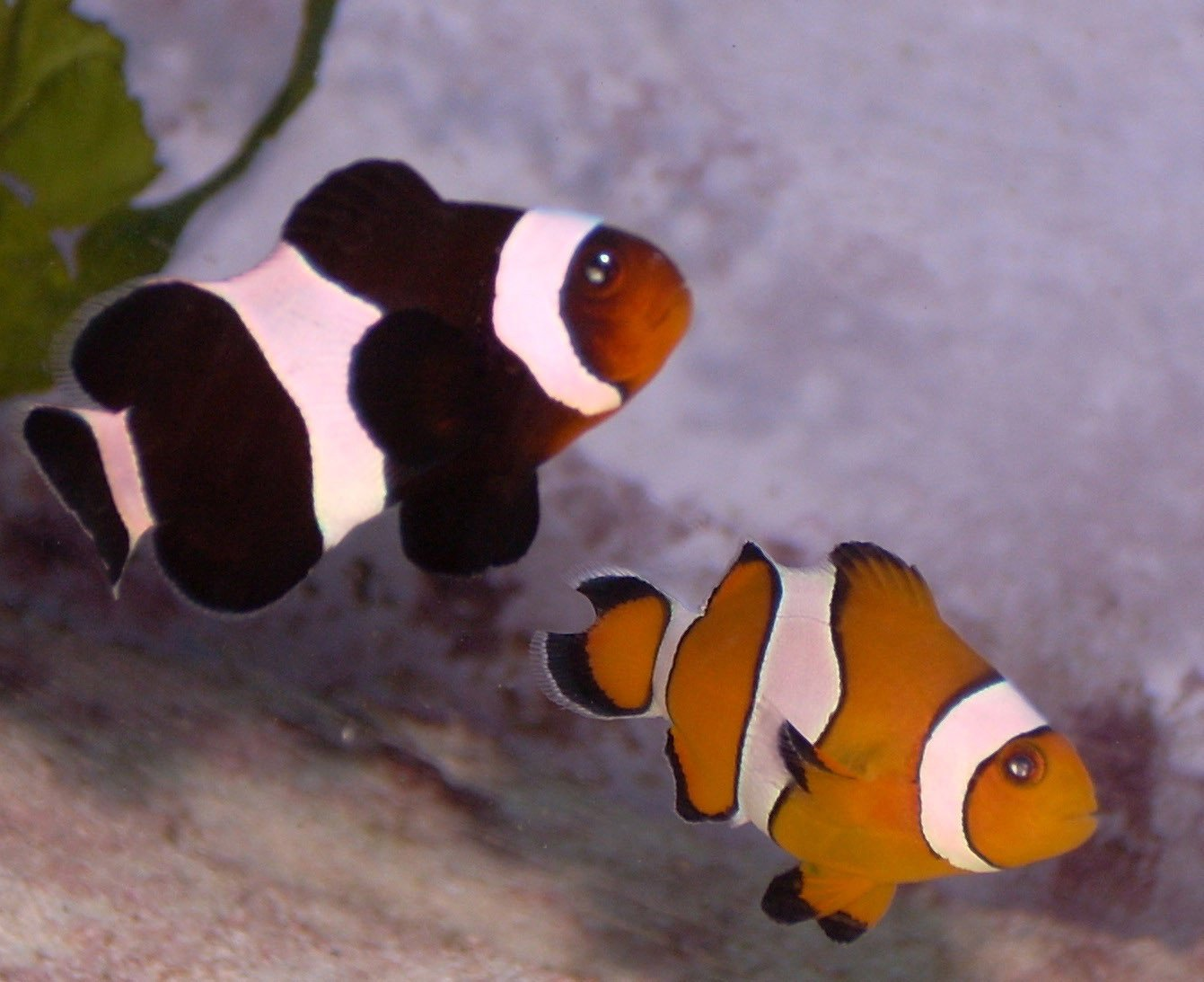 Mocha Clownfish