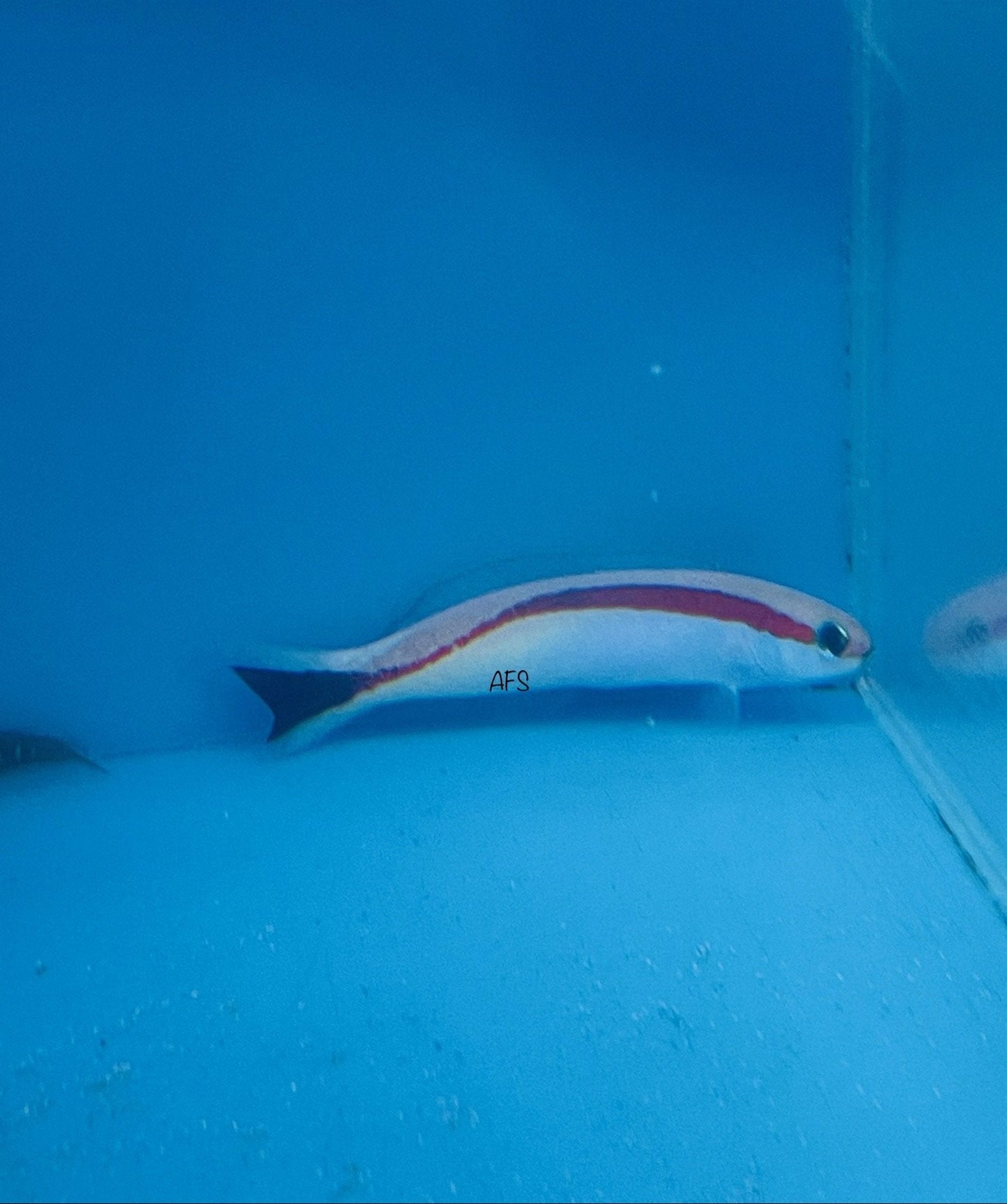 Skunk Tilefish Goby