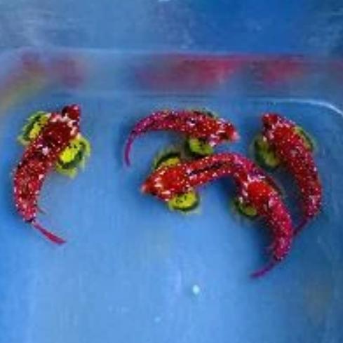 Red Wine Dragonet Blenny