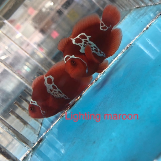 Lighting Maroon Clownfish