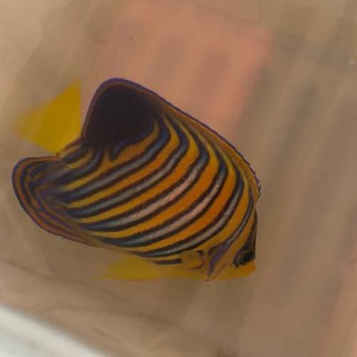 Regal Angelfish
