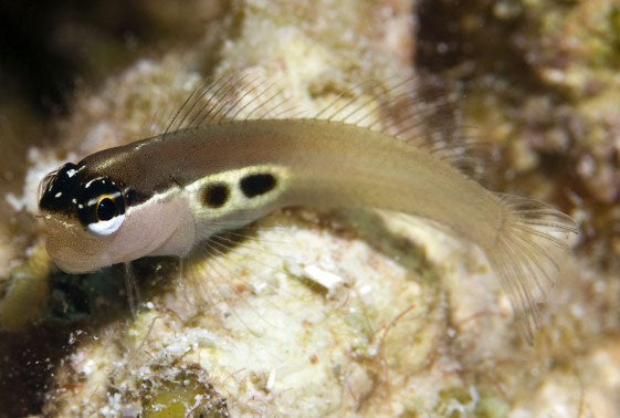Two spot Blenny