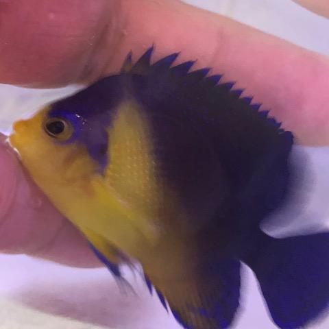 Venustus Angelfish