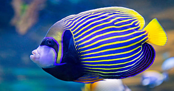 Angelfish