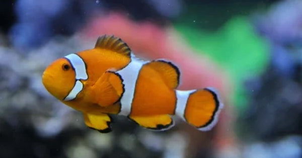 Clownfish