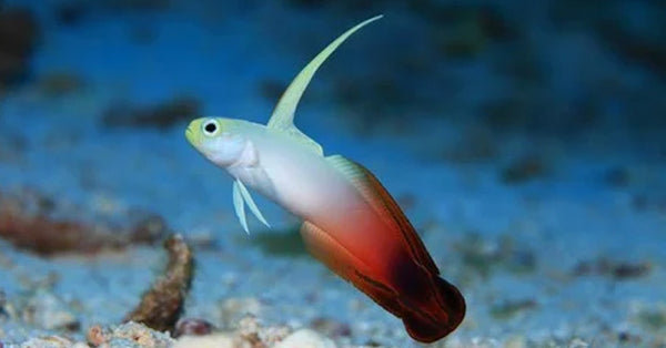 Goby