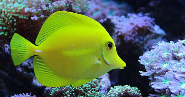 Tangs