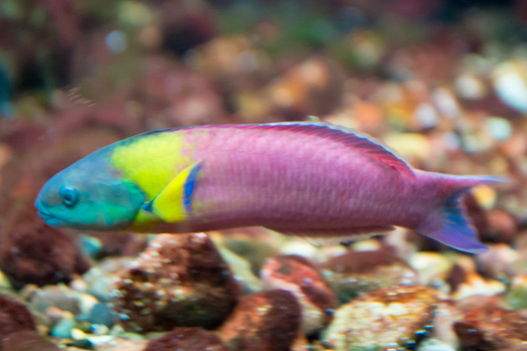 Paddlefin Wrasse