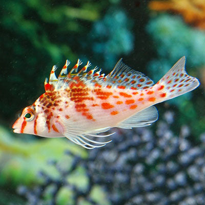 Falco Hawkfish