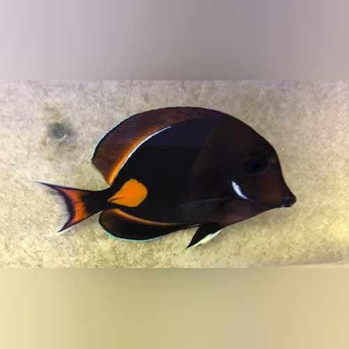 Achilles Tang