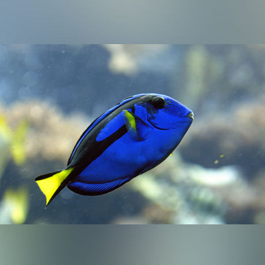 African Yellow Belly Blue Tang