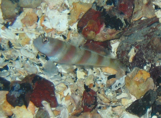 Steinitz Goby